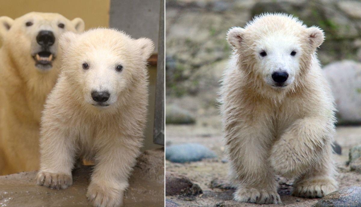 Bremerhaven: Was machen eigentlich die Eisbären Lale und Lili? Lale (links) und Lili im Alter von etwa vier Monaten im Zoo am Meer in Bremerhaven.