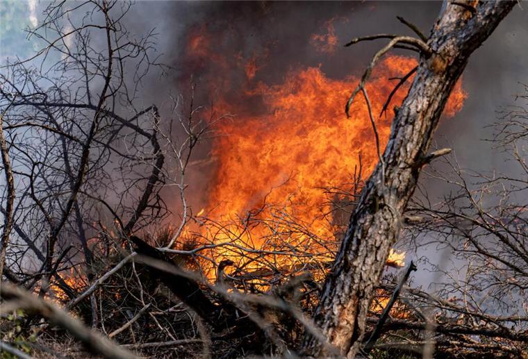 Flammen schlagen in einem Waldstück nahe Jüterbog in die Höhe. Auffrischender Wind hat den Waldbrand in einem mit Munition belasteten Waldgebiet südlich von Berlin angefacht und die betroffene Fläche auf 326 Hektar mehr als verdoppelt. +++ dpa-Bildfunk +++