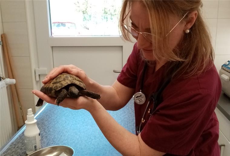 Eine Tierärztin hält eine Schildkröte in der Hand