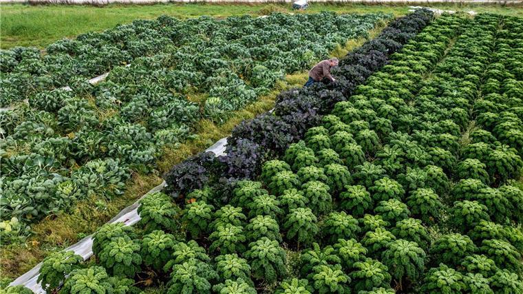 Landwirt Arnd Eyting kontrolliert im Ortsteil Gristede den Anbau von Grünkohl auf einem Feld, auf dem auch Rosenkohl angebaut wird.