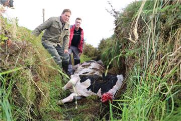 Landwirt Bernd Claussen (links) und Mitarbeiter Patrick Schmeelk prüfen die Bissspuren an der gerissenen Kuh.