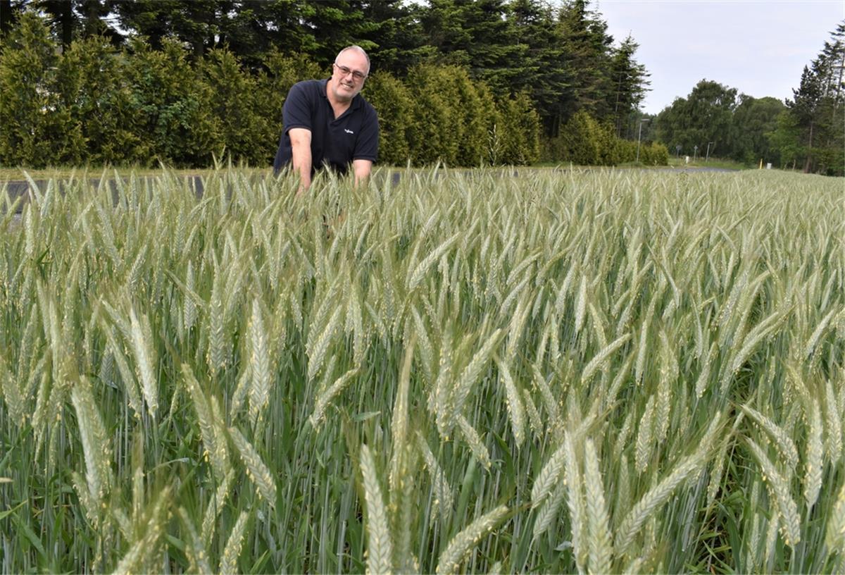 Landwirt Friedel Picker hat bei der Wahl dieser Getreidesorte, einer Kreuzung aus Roggen und Weizen, auch dem Klimawandel Tribut gezollt.