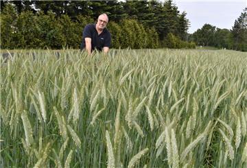Landwirt Friedel Picker hat bei der Wahl dieser Getreidesorte, einer Kreuzung aus Roggen und Weizen, auch dem Klimawandel Tribut gezollt.