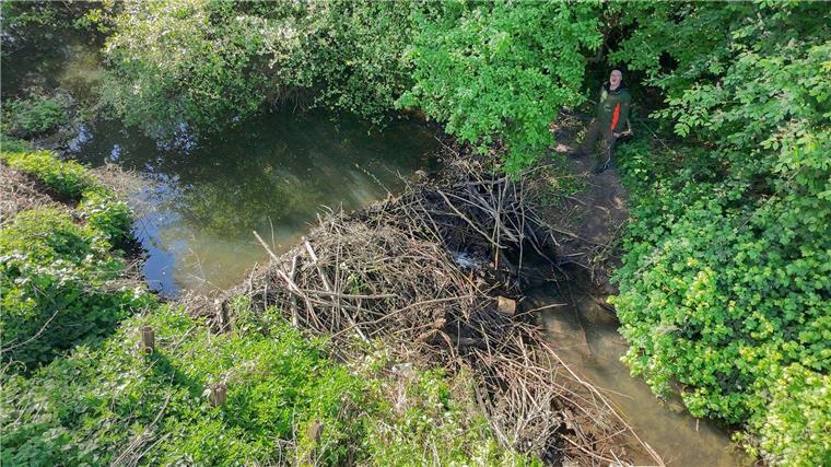 Rückkehr des Bibers bereitet Landwirten Probleme Landwirt Hans-Heinrich Schnehage steht neben einem von Biber gebauten Damm an einem Wasserlauf in der Region Hannover.