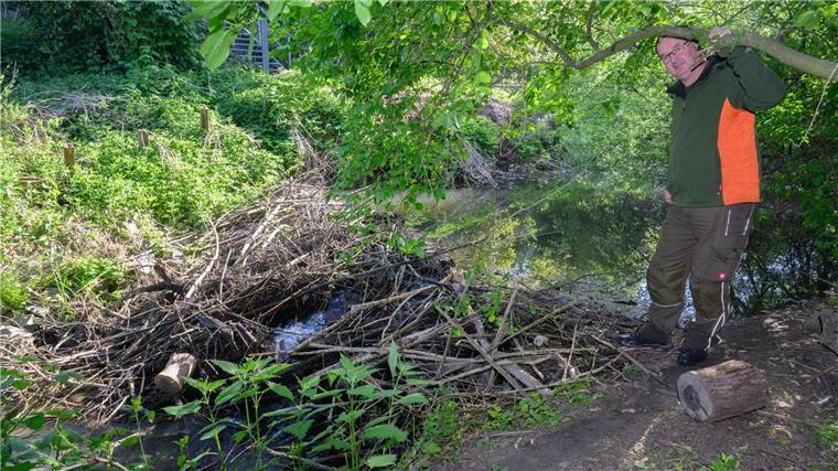 Rückkehr des Bibers bereitet Landwirten Probleme Landwirt Hans-Heinrich Schnehage steht neben einem von Biber gebauten Damm an einem Wasserlauf in der Region Hannover.