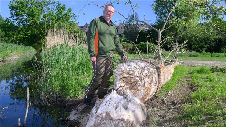 Rückkehr des Bibers bereitet Landwirten Probleme Landwirt Heinrich Schnehage steht neben einem vom Biber gefällten Baum. Insgesamt hat er aber nichts gegen die Nager. „Er reißt ja keine Schafe“, sagt er.