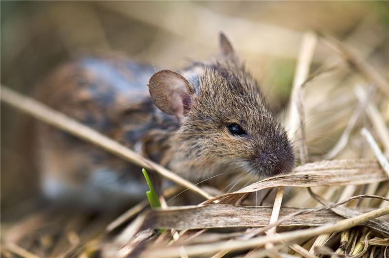 Selsingen: Kampf gegen Pilze und Feldmäuse im Blick Landwirte haben mit einer Feldmausplage zu kämpfen, insbesondere auf Grünland.