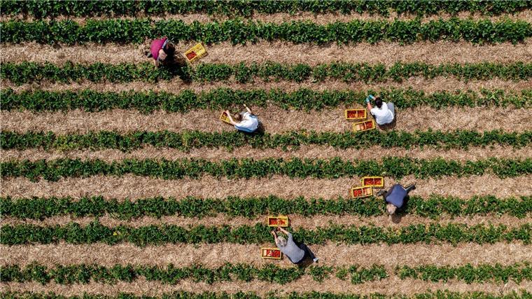 Landwirte können durch Direktvermarktung höhere Erzeugerpreise erwirtschaften. (Archivfoto)