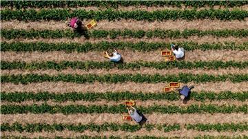 Landwirte können durch Direktvermarktung höhere Erzeugerpreise erwirtschaften. (Archivfoto)