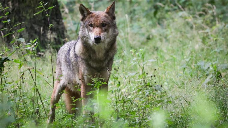Umweltminister begrüßt Einschätzung zur Wolfs-Entwicklung Landwirte machen sich seit Jahren für den Abschuss von Wölfen stark, um ihre Schafe und Rinder vor dem Raubtier zu schützen. (Archivbild)
