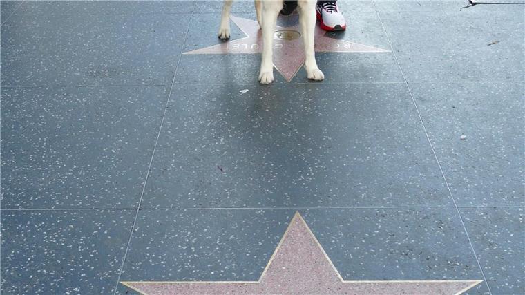Timmy aus „Lassie“: Hundeliebhaber Jon Provost wird 75 Lassie hat seit 1960 einen Stern im Herzen von Hollywood. (Archivbild)