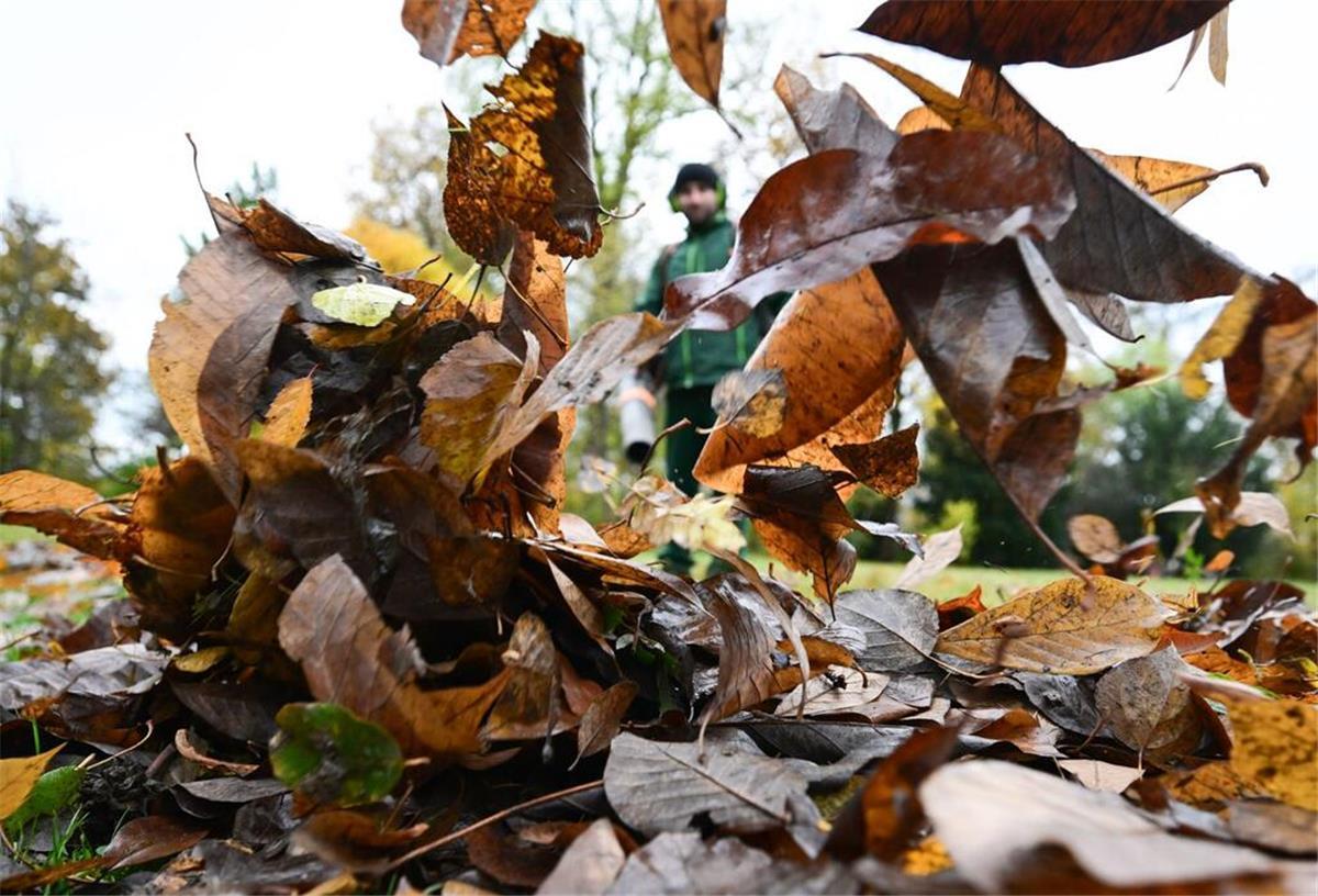 Ein Arbeiter bläst mit einem Laubbläser Herbstblätter im Park vor dem Schloss Hohenheim zusammen.