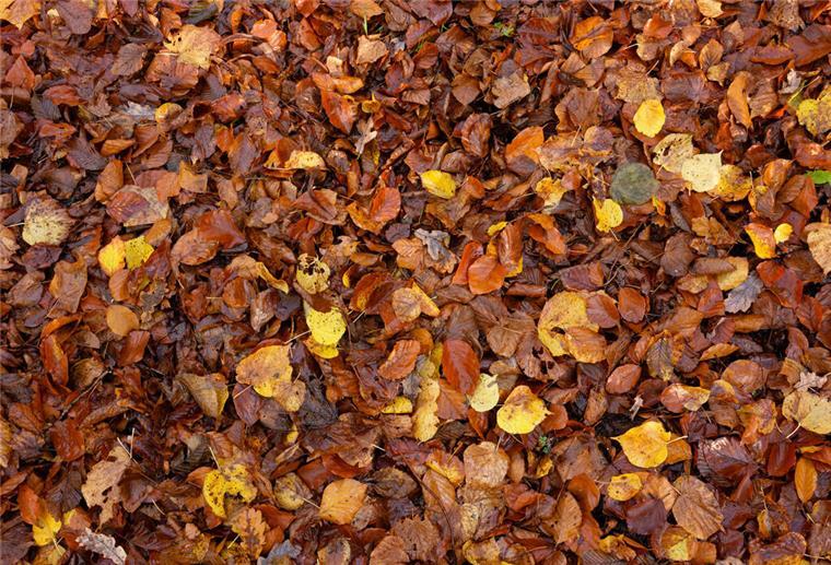 Laub ist ein super Mulch. Es hilft dabei, Pflanzen vor dem Frost zu schützen.