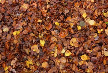 Laub ist ein super Mulch. Es hilft dabei, Pflanzen vor dem Frost zu schützen.