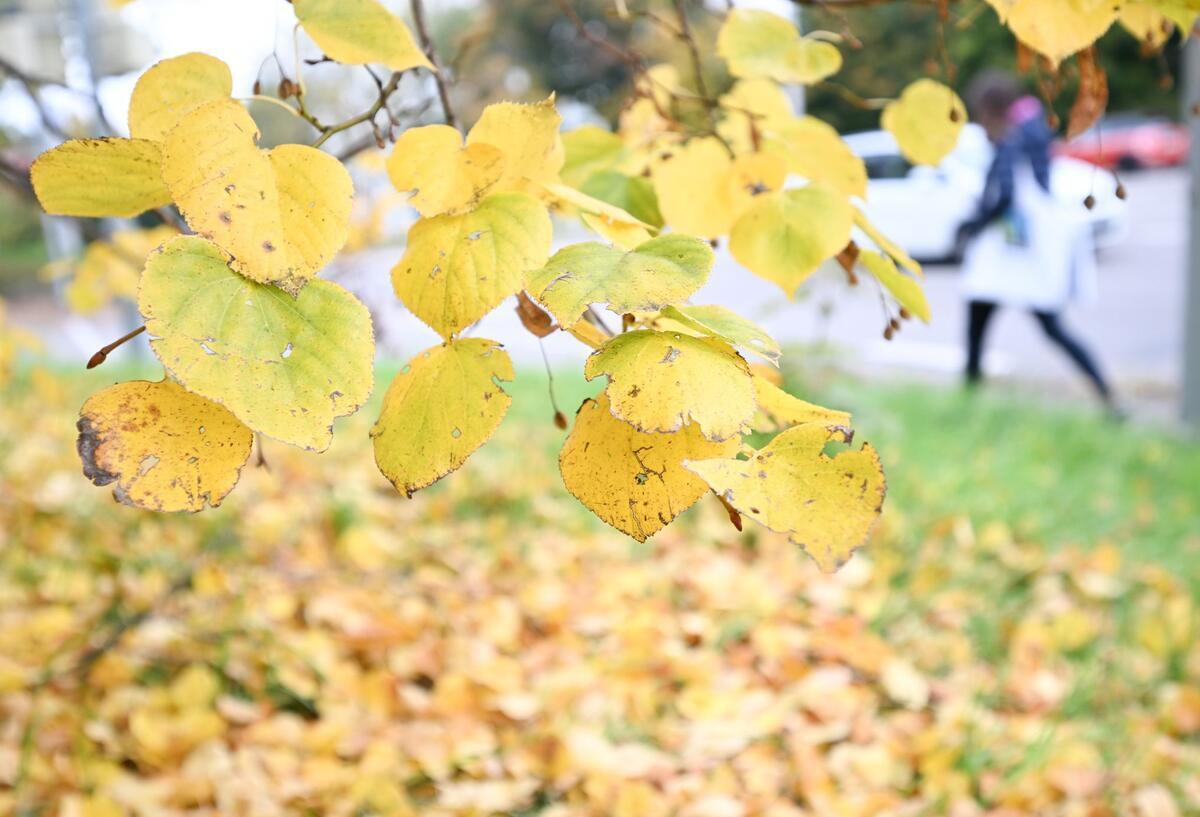 Eine Spaziergängerin geht an herbstlich verfärbten Blättern vorbei, die an einem Baum hängen und am Boden liegen.