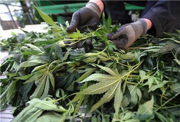 Laut Anklage verkaufte der Elsflether nicht nur selbst gezüchtetes Marihuana (Foto), sondern auch Kokain, Amphetamine und Ecstasy-Tabletten.