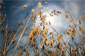 Laut einer Langzeitprognose wird der Sommer in diesem Jahr noch extremer als der letzte.