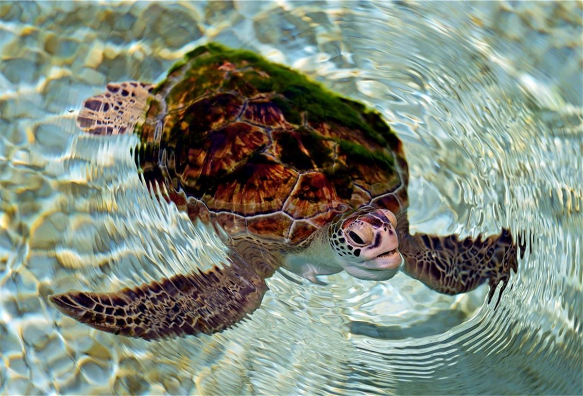 Eine gerettete Grüne Meeresschildkröte schwimmt in einem Teich.