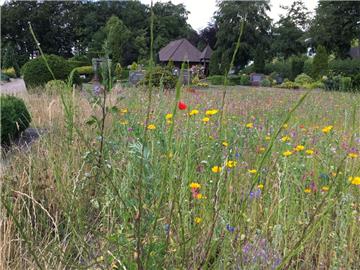 Leben zwischen den Gräbern: Eine Blumenwiese wie hier in Wehdel ist nicht nur was fürs Auge, sondern bietet auch den Insekten Nahrung und Lebensraum. 