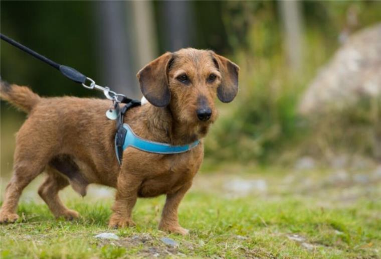 Hund in der Großstadt halten - Was ist wichtig? Dackel an der Leine