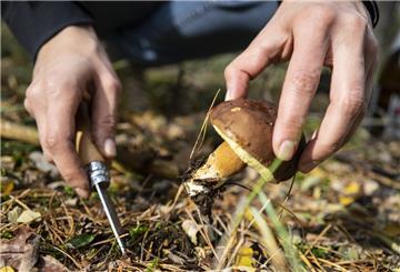 Ein Mann schneidet im Wald einen Pilz mit dem Messer ab.