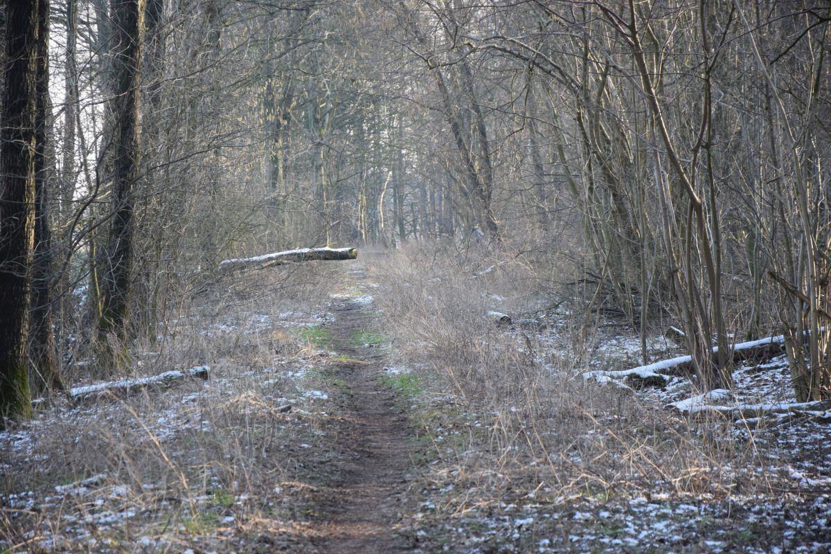 Vorwurf: Naherholungsgebiet in Bremerhaven verkommt Links und rechts von diesem Waldpfad im Landschaftsschutzgebiet Ahnthammsmoor in Bremerhaven verhindert im Sommer Wildwuchs ein Durchkommen. Zurzeit ragt ein umgestürzter Baum in den Weg hinein.