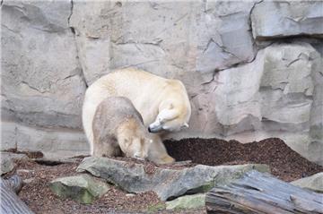 Lloyd und Valeska sind im Zoo am Meer wieder vereint.