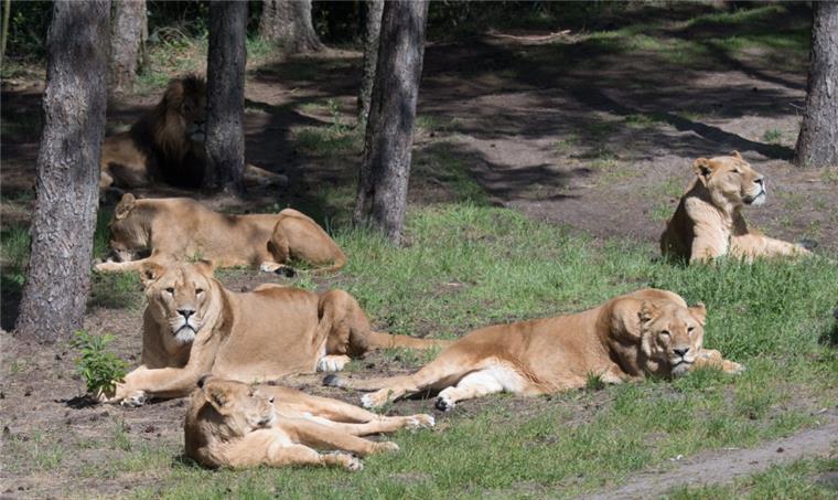 Serengeti-Park: So kam es zum Löwen-Angriff auf Tierpfleger Löwen verweilen im Serengeti-Park Hodenhagen. Zwei vom Rudel in einem gesonderten Gehege separierte Löwen (nicht im Bild) haben einen Tierpfleger angegriffen und schwer verletzt.