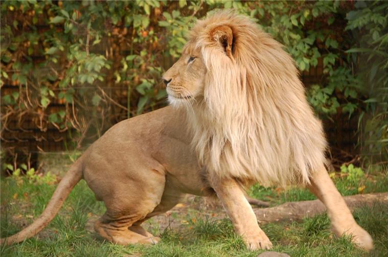 Zoo in der Wingst: Löwe Leo ist tot Löwenkater Leo aus dem Zoo in der Wingst wurde am Dienstag von seinen Leiden erlöst.