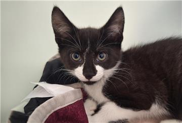Katze