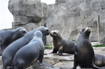 Mähnenrobbe Samson (Zweiter von rechts) fühlt sich in Bremerhaven wohl.