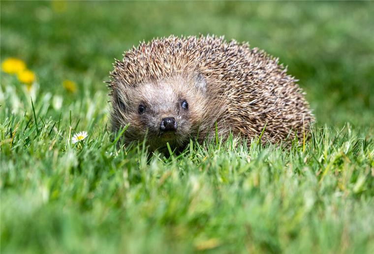 Mähroboter als tödliche Gefahr für Igel: Senat will handeln Igel auf einer Wiese.