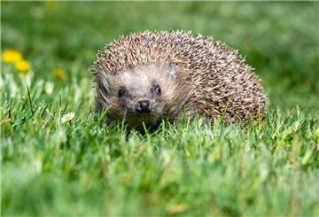 Igel auf einer Wiese.