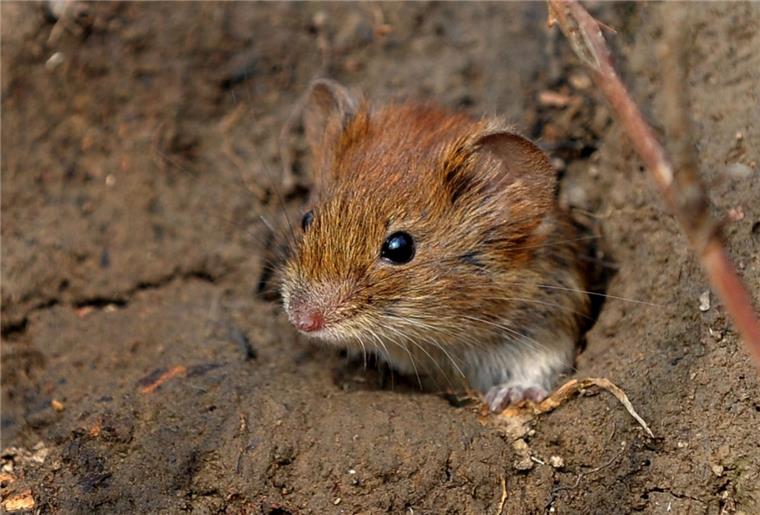 Mäuse haben Tausende von Hektar in der Wesermarsch kahl gefressen.