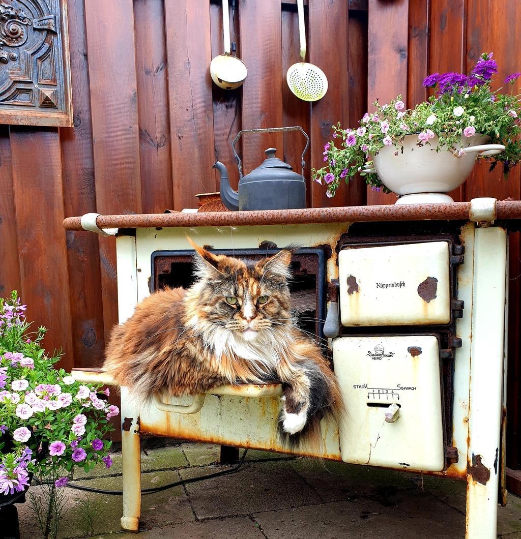 Main Coon Peaches entspannt sich im Garten der Familie K.. 
