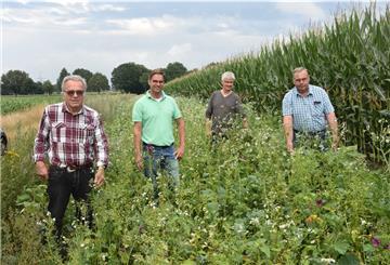 Das Foto zeigt vier Malstedter Landwirte in einem Blühstreifen. 