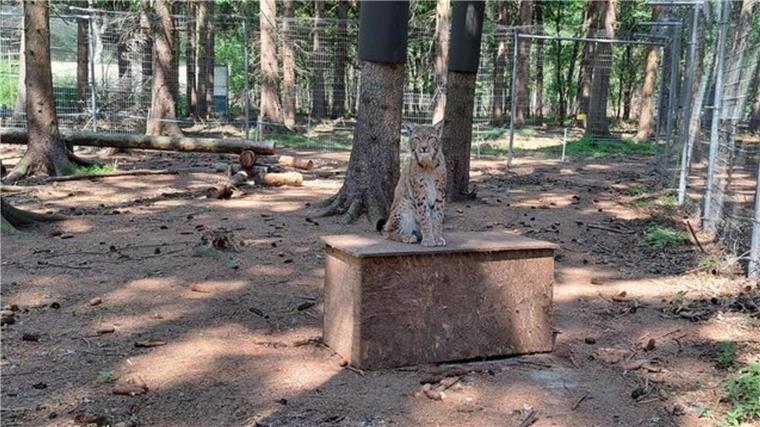 Mama Luchs bewacht die Wurfbox mit ihren beiden Nachkommen. 