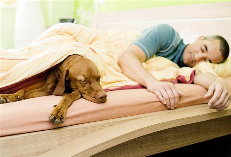 Manche Hundehalter lieben es, wenn der Hund mit in ihrem Bett schläft.