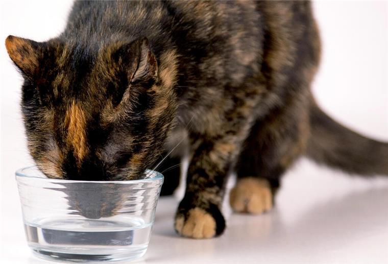 Katze trinkt