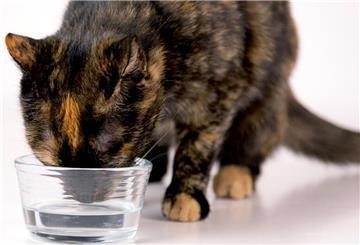 Katze trinkt