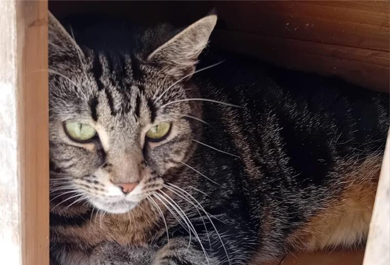 Katze Kalisi im Tierheim Bremerhaven.