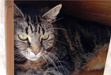 Katze Kalisi im Tierheim Bremerhaven.