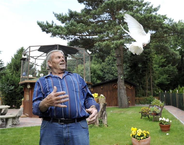 Manchmal zeigt Werner Meier faszinierten Passanten hinter dem Leher Friedhof seine weißen Ziertauben. Wenn eine hoch flattert, kommt sie sofort zurück, weil es keine Brieftauben sind.