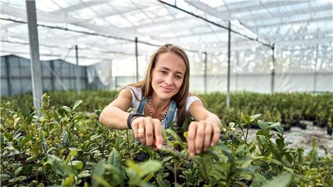 Matcha-Anbauerin: Ursprünglich kommt Kühnle aus dem Weinbau.