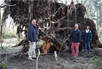 Mathias Neumann, Thomas Reinicke und Sabine Kranz vom Bremerhavener Gartenbauamt begutachten eine umgestürzte Fichte im Bürgerpark.