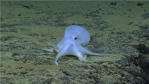 Meeresforscher haben den ungewöhnlichen weißen Kraken in großer Tiefe entdeckt.