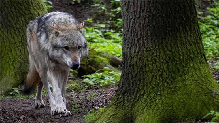 Mehr als 500 Wölfe streifen Schätzungen zufolge durch Niedersachsen. (Symbolbild)