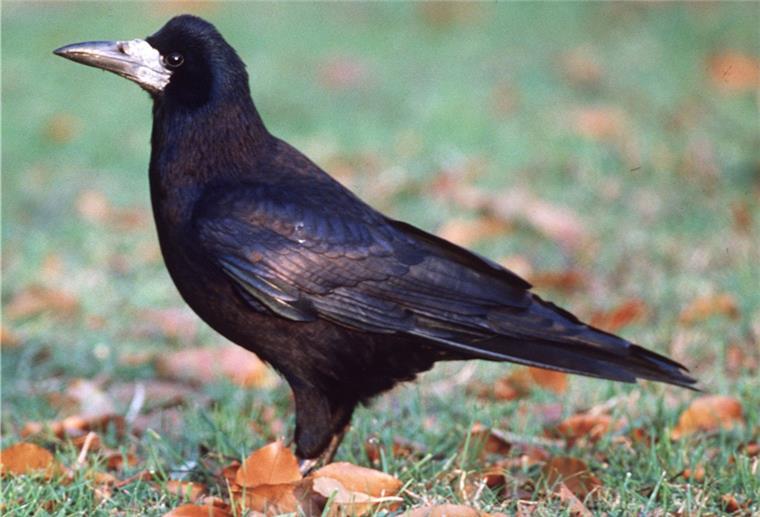 Mehr als 700 Paare der Saatkrähe haben im vergangenen Frühjahr in Nordenham gebrütet. Es werden von Jahr zu Jahr mehr.