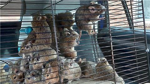 Mehrere Degus sitzen in einem Käfig in einem Auto.