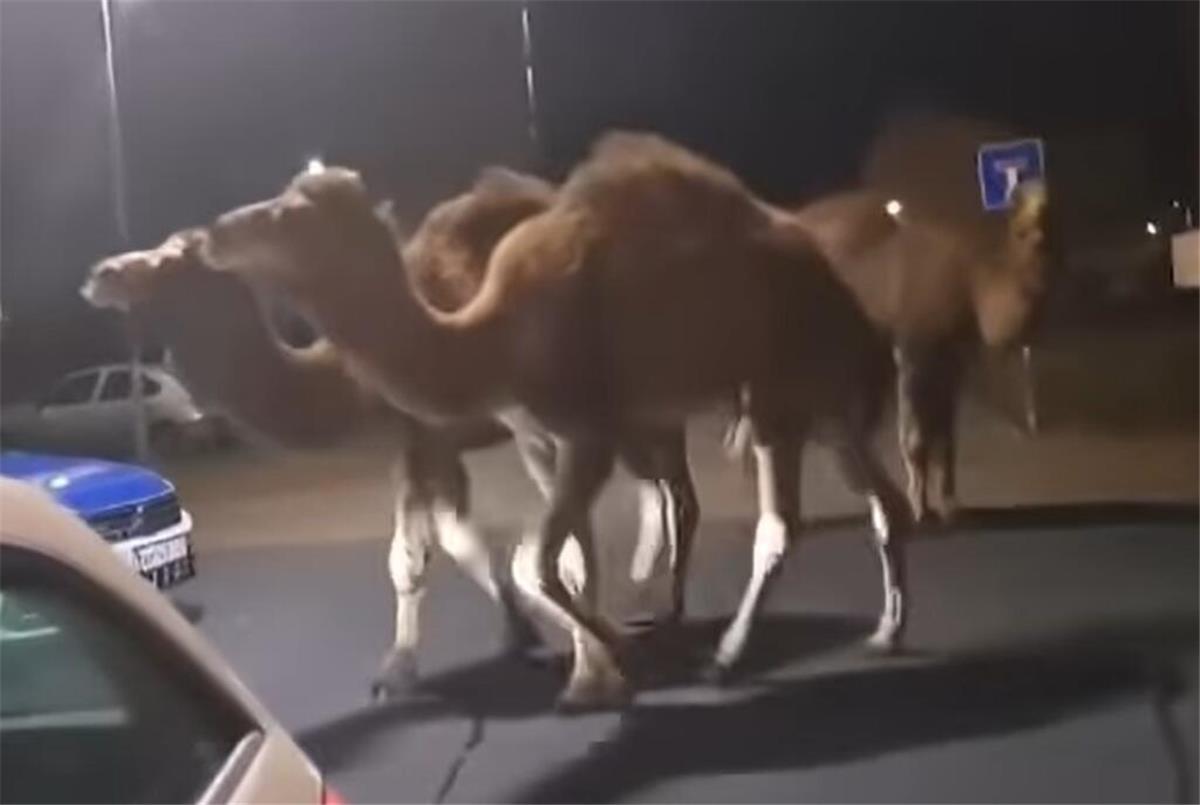 Dromedare flüchten aus Zirkus - und machen Wilhelmshaven unsicher Drei Dromedare in Wilhelmshaven